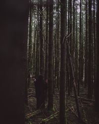 View of trees in forest