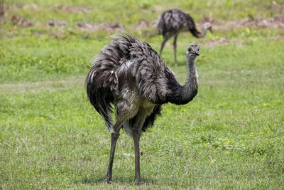 Side view of a bird on field