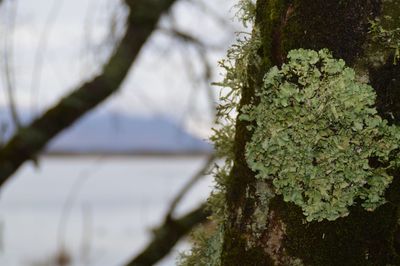 Close-up of lichen growing on tree by lake against sky