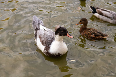 High angle view of ducks swimming in lake