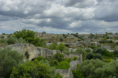 View of plants growing on landscape against cloudy sky