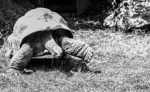 Close-up of tortoise on grass