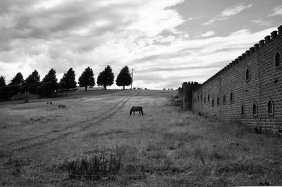 View of a horse on field