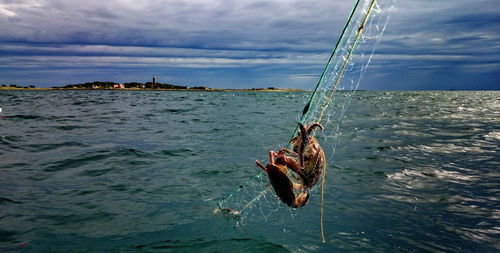 Crabs in net over sea against cloudy sky