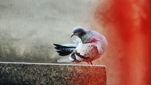 Close-up of bird perching on branch