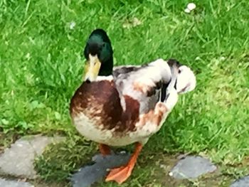 Close-up of duck on field