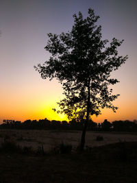 Silhouette tree on field against sky at sunset