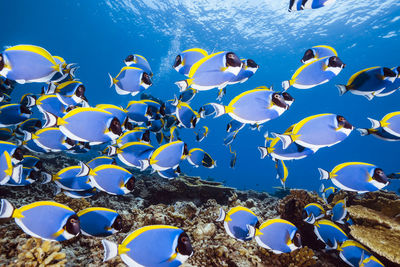 School of powderblue surgeonfish,wide angle