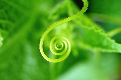 Close-up of fern