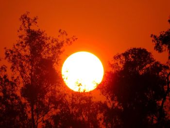 Low angle view of silhouette trees against orange sky