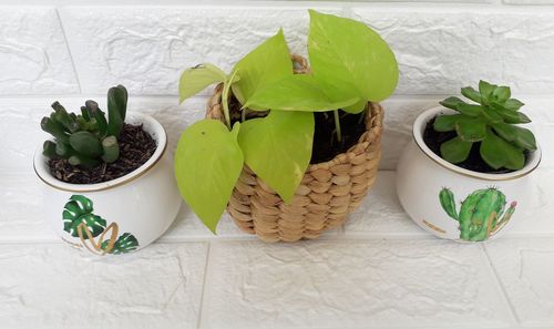 High angle view of potted plants in basket on table