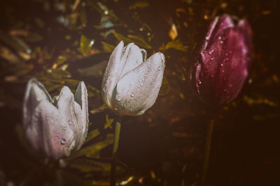 Close-up of wet flowers blooming outdoors