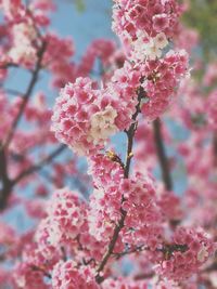 Close-up of cherry blossom