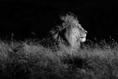 Side view of lion sitting on grassy field