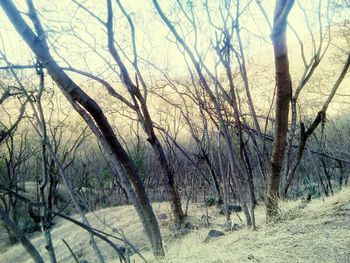 Bare trees in forest