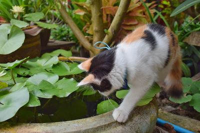Close-up of a cat
