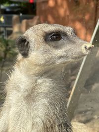 Close-up of an animal