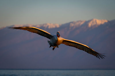 Low angle view of bird flying against sky