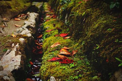 Close-up of moss growing on tree trunk