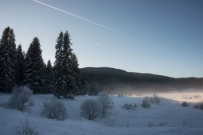 Trees on snow covered land against sky