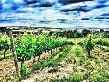 Scenic view of field by sea against sky