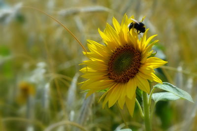 Close-up of bee on sunflower