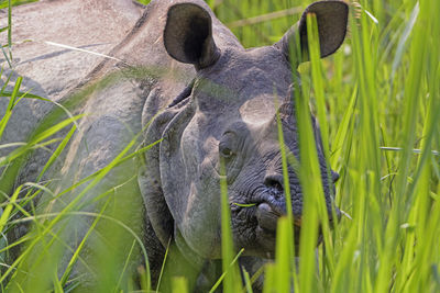 Rhino peeking through the grasses in chitwan national park in nepal