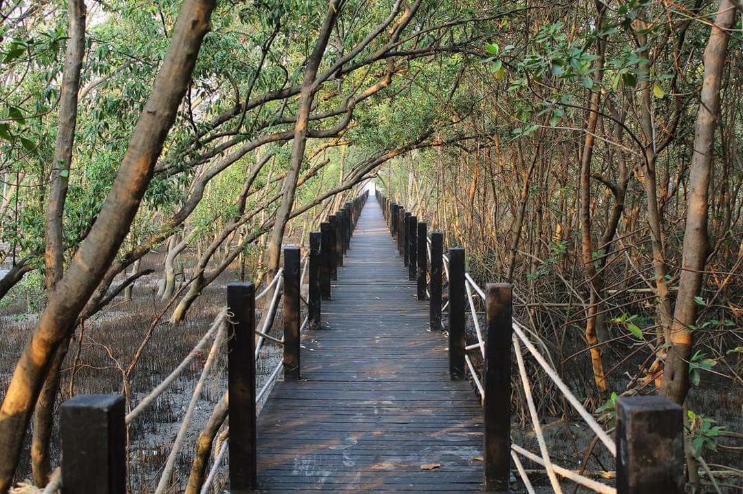 tree, direction, the way forward, forest, plant, nature, tranquility, no people, land, tranquil scene, wood - material, bridge, diminishing perspective, outdoors, beauty in nature, connection, day, growth, non-urban scene, railing, woodland