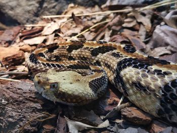 High angle view of a reptile on field