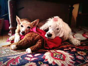 Portrait of a dog resting on bed