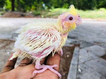 Close-up of hand holding bird