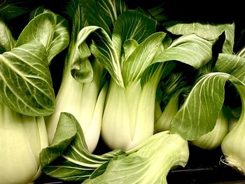 Baby bok choy in store on shelf display 