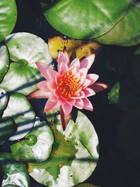 Close-up of lotus water lily in pond