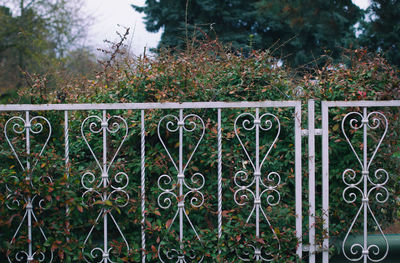 Close-up of metal gate against trees