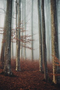 Trees in forest during autumn