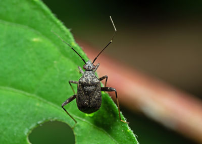 Close-up of butterfly on leaf