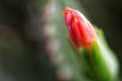 Close-up of red flower bud