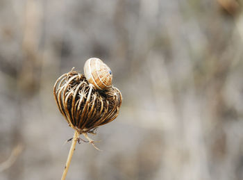 Close-up of snail