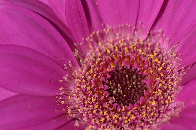 Close-up of pink flower