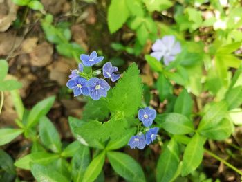 High angle view of purple flowering plant