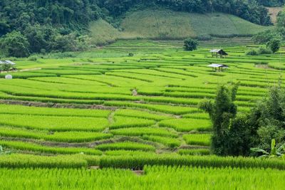 Scenic view of agricultural field