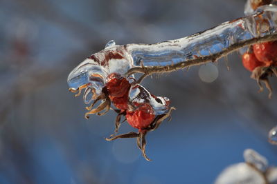 Close-up of insect on twig