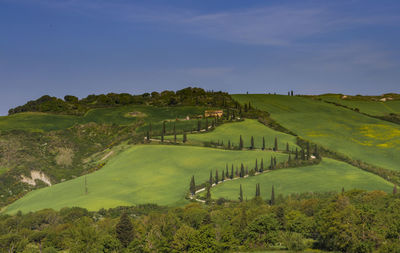 Scenic view of agricultural field against sky