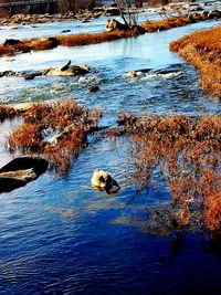 High angle view of ducks swimming on lake