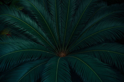 Close-up of palm tree