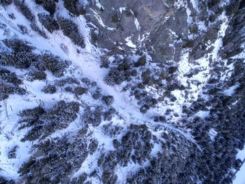 Aerial view of forest during winter