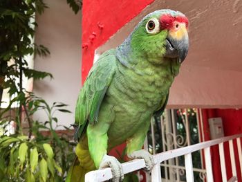 Close-up of parrot perching on branch