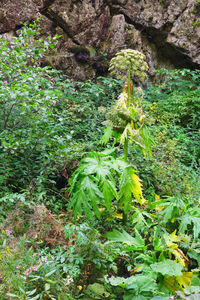 High angle view of trees growing in forest