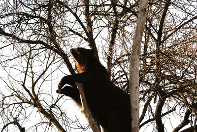 Low angle view of cat on tree against sky