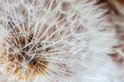 Close-up of dandelion